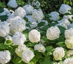 Dehner Winterharte Kübelpflanzen|Hortensien - Schneeball-Hortensie 'Annabelle®' Weiß