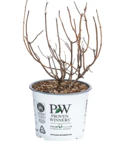 Dehner Schneeball-Hortensie ' Annabelle®' Pink Hot