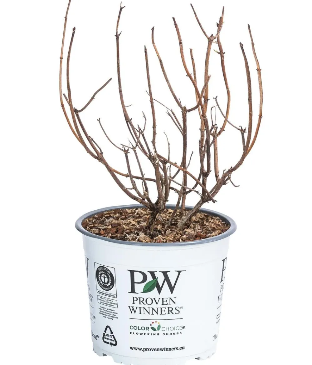 Dehner Schneeball-Hortensie ' Annabelle®' Pink Hot
