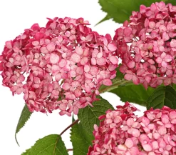 Dehner Schneeball-Hortensie 'Ruby Annabelle®' Rosa
