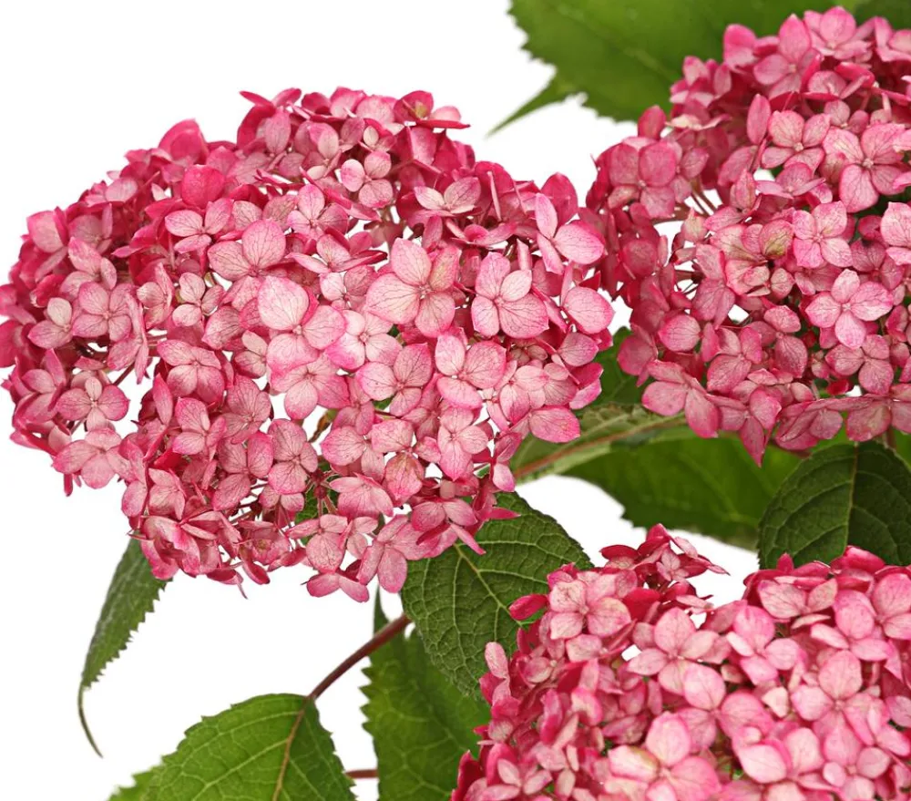 Dehner Schneeball-Hortensie 'Ruby Annabelle®' Rosa
