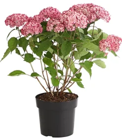 Dehner Schneeball-Hortensie 'Ruby Annabelle®' Rosa
