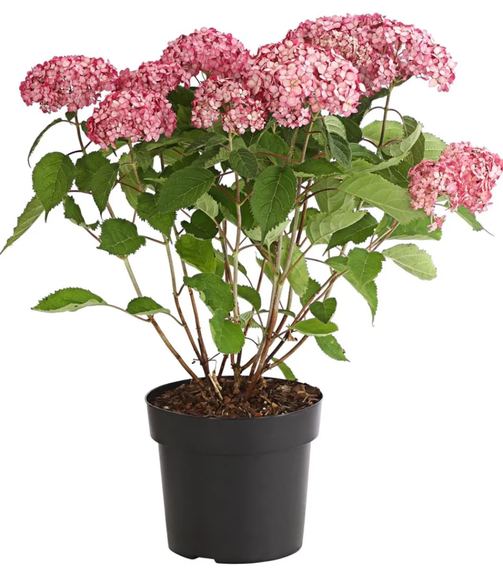 Dehner Schneeball-Hortensie 'Ruby Annabelle®' Rosa