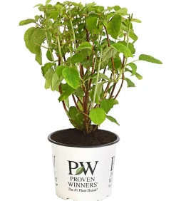 Dehner Schneeball-Hortensie 'Strong Annabelle®' Weiß Online