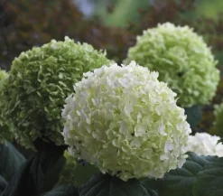 Dehner Schneeball-Hortensie 'Strong Annabelle®' Weiß Online