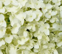 Dehner Schneeball-Hortensie 'Strong Annabelle®' Weiß Online
