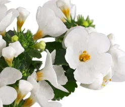 Dehner Hängende Sommerblüher|Sommerblumen - Schneeflockenblume Weiß