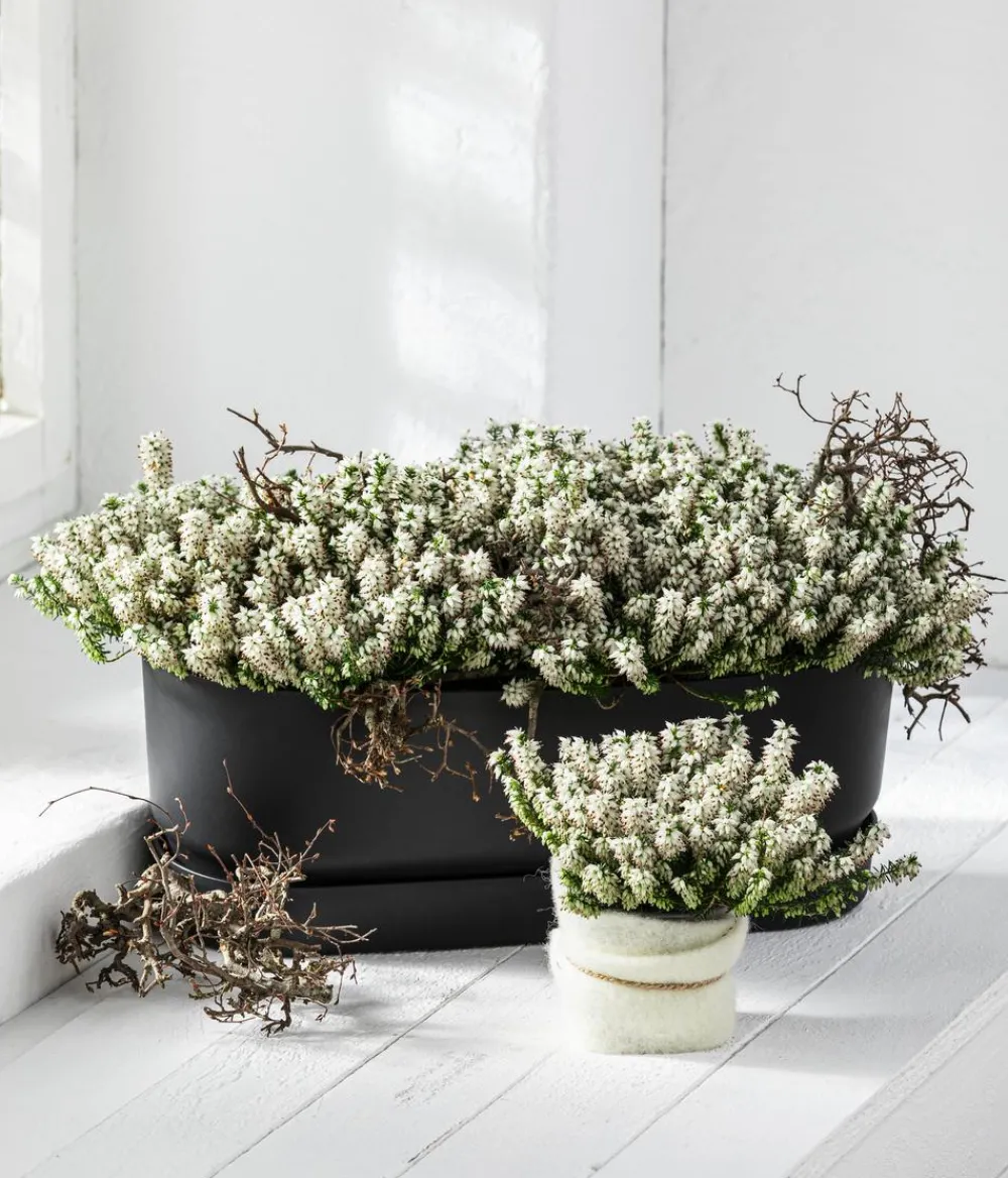 Dehner Grabschmuck & Grabgestaltung > Schneeheide