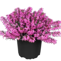 Dehner Grabschmuck & Grabgestaltung - Schneeheide Rosa