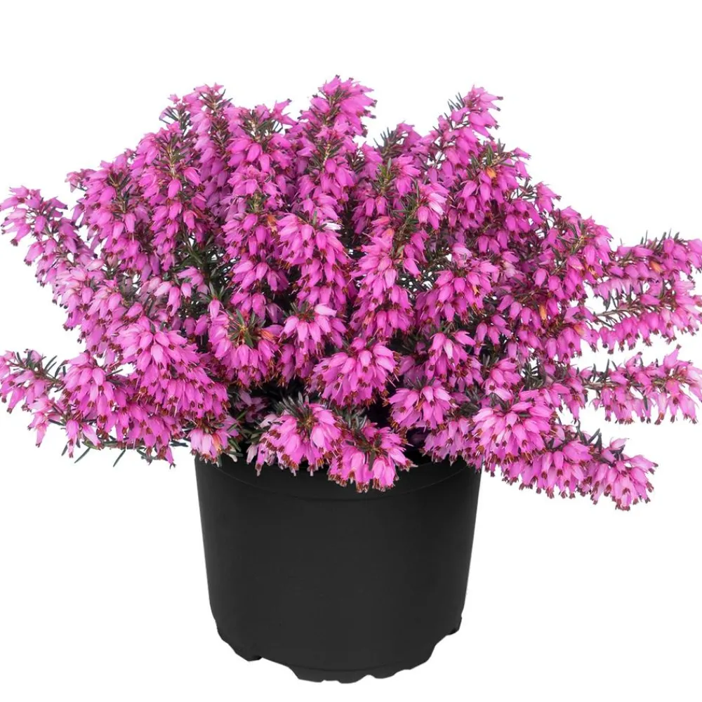 Dehner Grabschmuck & Grabgestaltung - Schneeheide Rosa