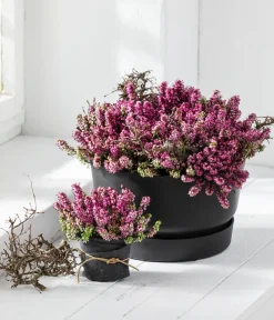Dehner Grabschmuck & Grabgestaltung - Schneeheide Rosa