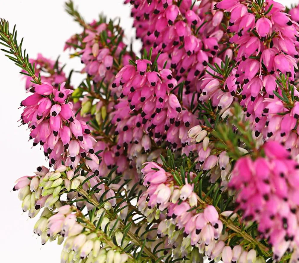 Dehner Grabschmuck & Grabgestaltung - Schneeheide Rosa