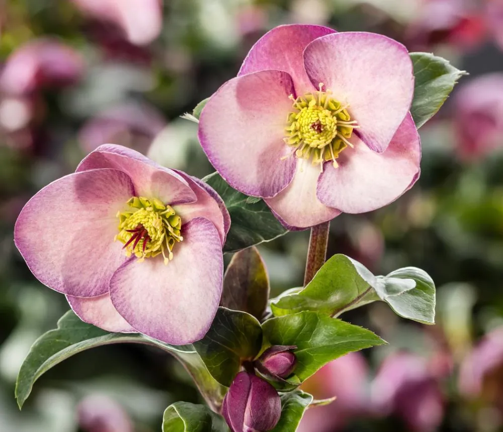 Dehner Blatt- & Schattenstauden > Schneerose 'Ice 'n' Roses® Early Rose' - Helleborus Gold Collection®