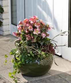 Dehner Blatt- & Schattenstauden > Schneerose 'Ice 'n' Roses® Early Rose' - Helleborus Gold Collection®