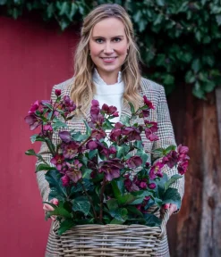 Dehner Schneerose 'Ice N' Roses® Red' - Helleborus Gold Collection® Online