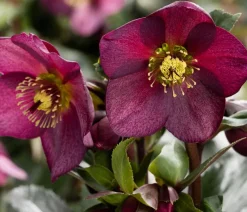 Dehner Schneerose 'Ice N' Roses® Red' - Helleborus Gold Collection® Online