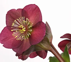Dehner Schneerose 'Ice N' Roses® Red' - Helleborus Gold Collection® Online