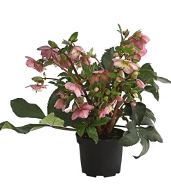 Dehner Schneerose 'Ice N' Roses® Rose' - Helleborus Gold Collection® Sale