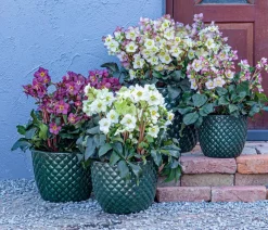 Dehner Schneerose 'Ice N' Roses® Rose' - Helleborus Gold Collection® Sale