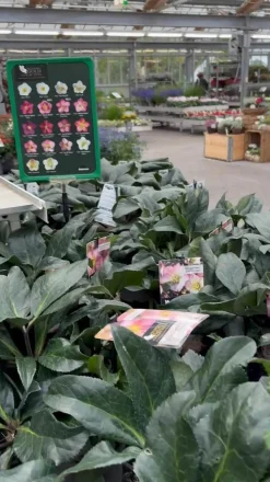 Dehner Blatt- & Schattenstauden > Schneerose 'Ice 'n' Roses® White' - Helleborus Gold Collection®