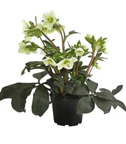 Dehner Blatt- & Schattenstauden > Schneerose 'Ice 'n' Roses® White' - Helleborus Gold Collection®