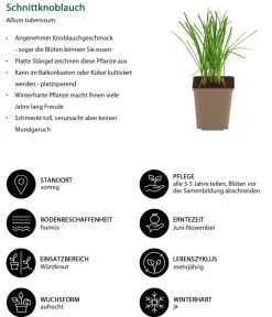 Dehner Garten- & Heilkräuter|Küchenkräuter > Schnittknoblauch