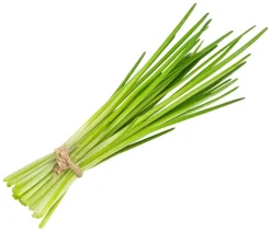 Dehner Schnittlauch Grün