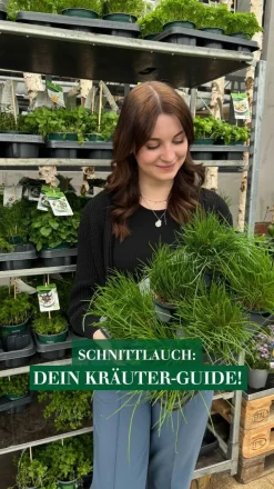 Dehner Schnittlauch Grün