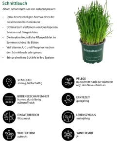 Dehner Garten- & Heilkräuter|Küchenkräuter - Schnittlauch Grün