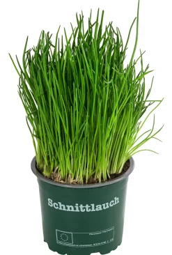 Dehner Garten- & Heilkräuter|Küchenkräuter - Schnittlauch Grün