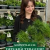 Dehner Garten- & Heilkräuter|Küchenkräuter > Schnittlauch, 20er Schale
