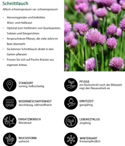 Dehner Garten- & Heilkräuter|Küchenkräuter > Schnittlauch, 20er Schale