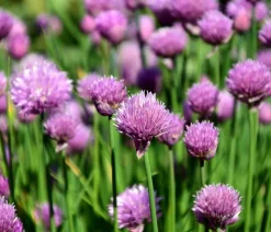 Dehner Garten- & Heilkräuter|Küchenkräuter > Schnittlauch, 20er Schale