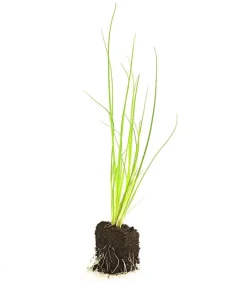 Dehner Garten- & Heilkräuter|Küchenkräuter > Schnittlauch, 20er Schale