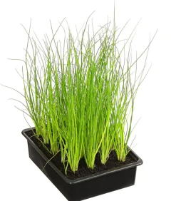Dehner Garten- & Heilkräuter|Küchenkräuter > Schnittlauch, 20er Schale