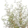 Dehner Laubgehölze|Garten-Raritäten - Schnurbaum 'Little Baby'
