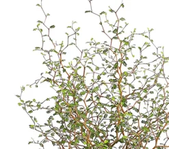 Dehner Laubgehölze|Garten-Raritäten - Schnurbaum 'Little Baby'