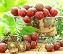 Dehner Auberginen- & Tomatenpflanzen - Schoko-Cocktailtomate