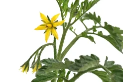 Dehner Auberginen- & Tomatenpflanzen - Schoko-Cocktailtomate