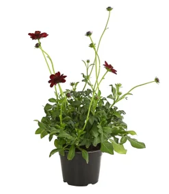 Dehner Sommerstauden > Schokoladenblume