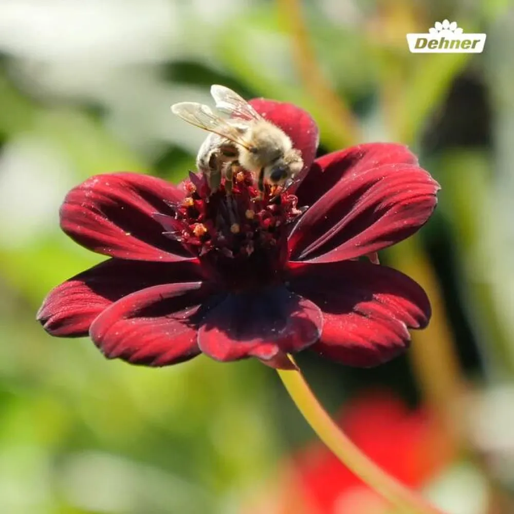 Dehner Sommerstauden > Schokoladenblume
