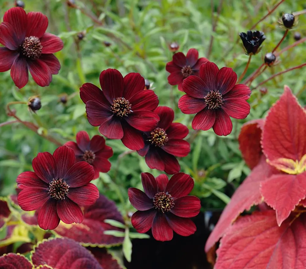 Dehner Sommerstauden > Schokoladenblume