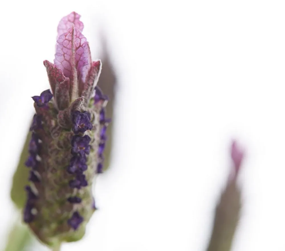 Dehner Lavendel|Winterharte Kübelpflanzen > Schopf-