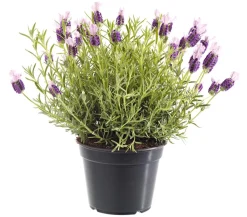 Dehner Lavendel|Winterharte Kübelpflanzen > Schopf-