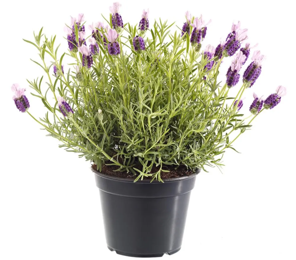 Dehner Lavendel|Winterharte Kübelpflanzen > Schopf-