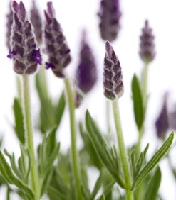 Dehner Lavendel|Winterharte Kübelpflanzen > Schopf-
