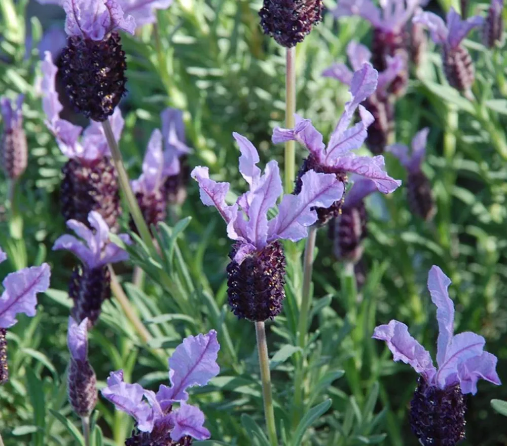 Dehner Lavendel|Winterharte Kübelpflanzen > Schopf-