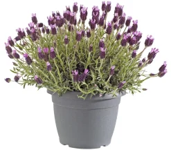 Dehner Lavendel|Winterharte Kübelpflanzen > Schopf-