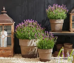 Dehner Lavendel|Winterharte Kübelpflanzen - Schopf-