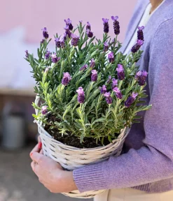 Dehner Lavendel|Winterharte Kübelpflanzen - Schopf-